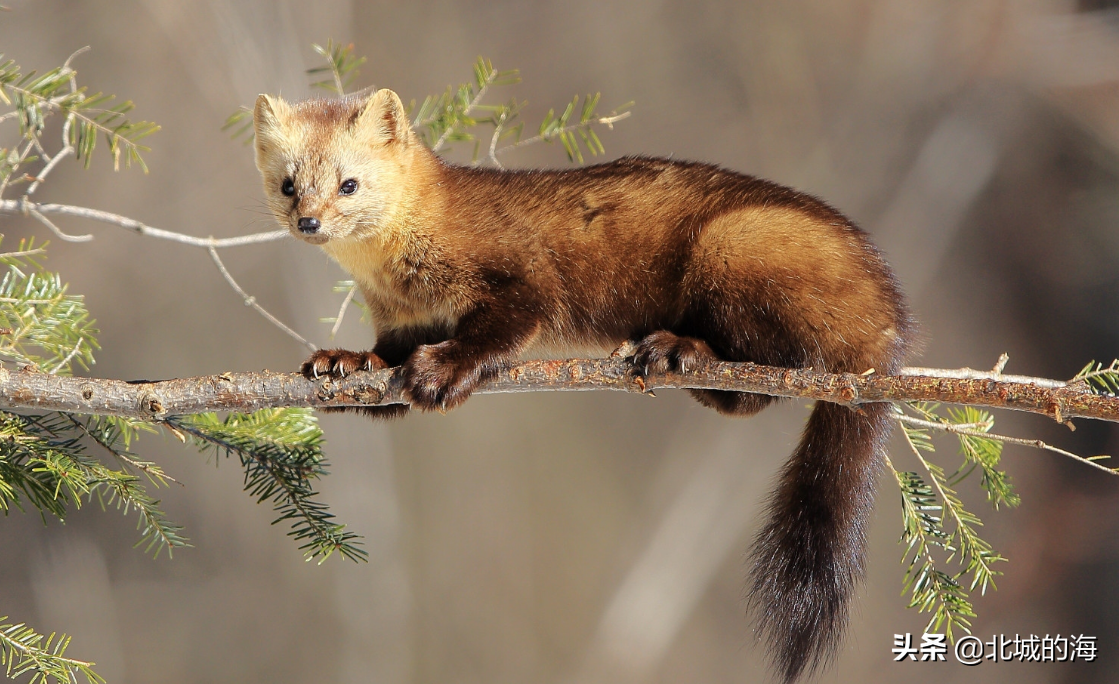中国物产丰富,野生动物也种类繁多,但是随着人们对大自然的破坏,有