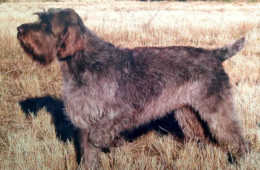 世界名犬品种大全（最全狗狗品种科普及简要介绍）