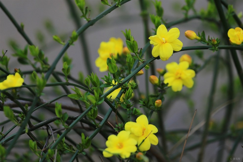 室内养殖迎春花并不难,掌握正确管理方法,花色金黄又灿烂