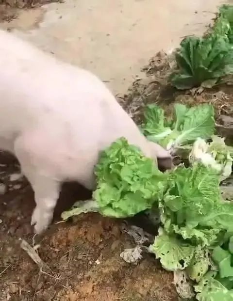 我读《衡水中学生“土猪拱白菜”演讲刷屏，励志还是不寒而栗？》