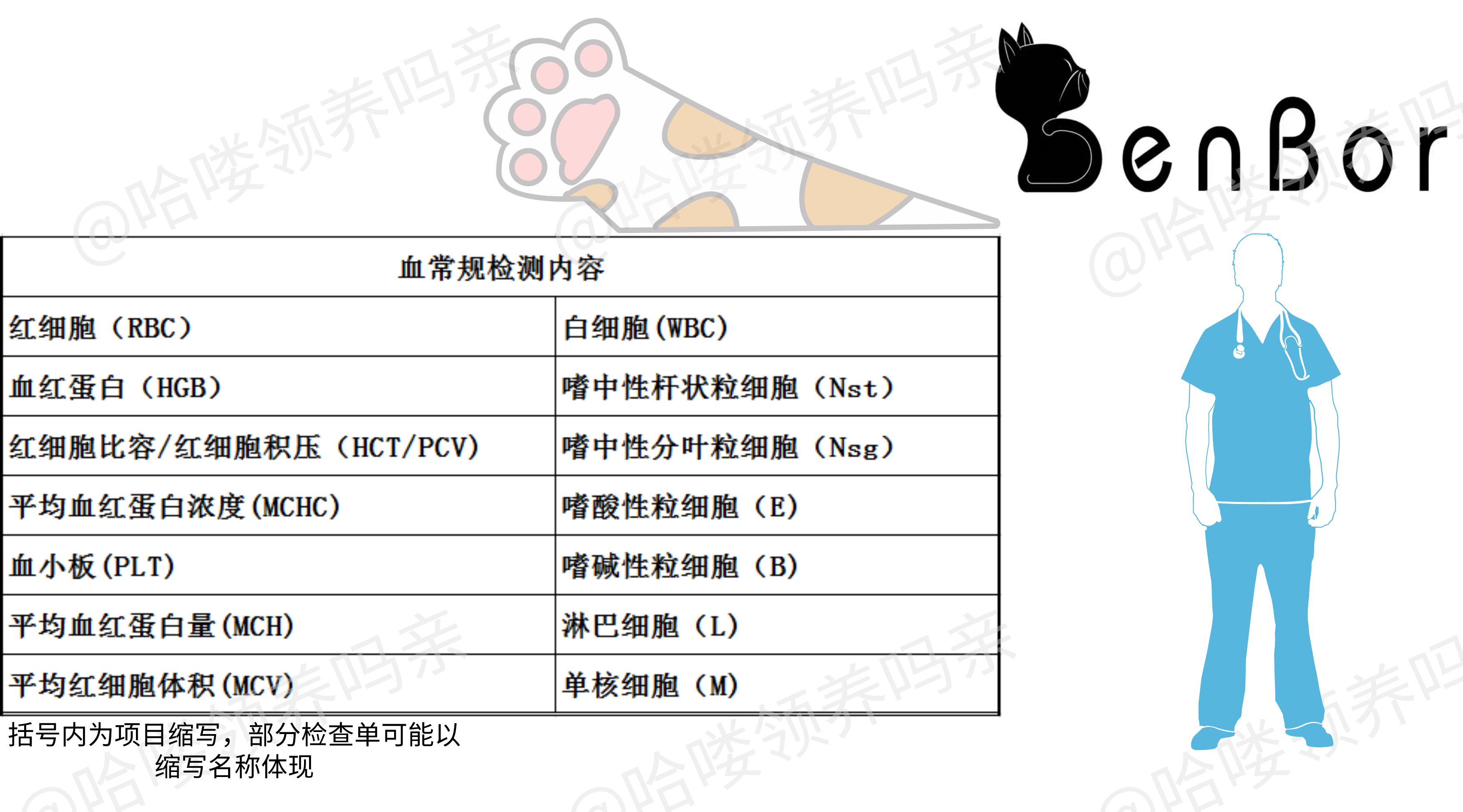 DR和B超影像有啥区别？全项生化查了个啥？收下这份猫咪体检手册