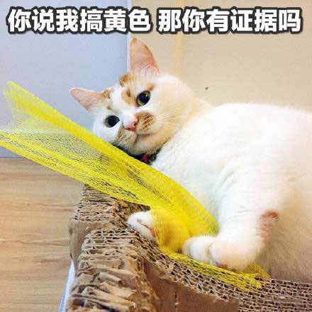 猫咪表情包合集｜呜呜呜，这是什么人间疾苦