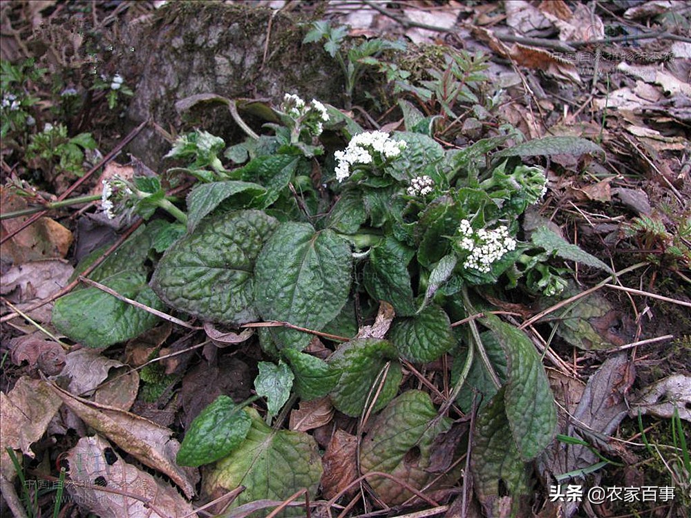 山上挖来一种植物叫"蜘蛛香",走近一闻,气味奇臭,30元一斤