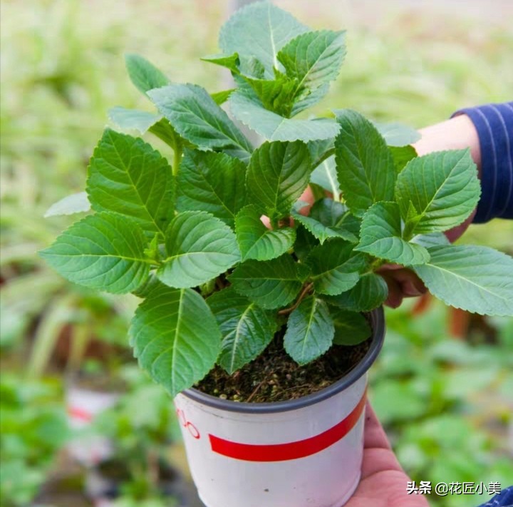 绣球花什么时候开花（绣球花养护知识大全）