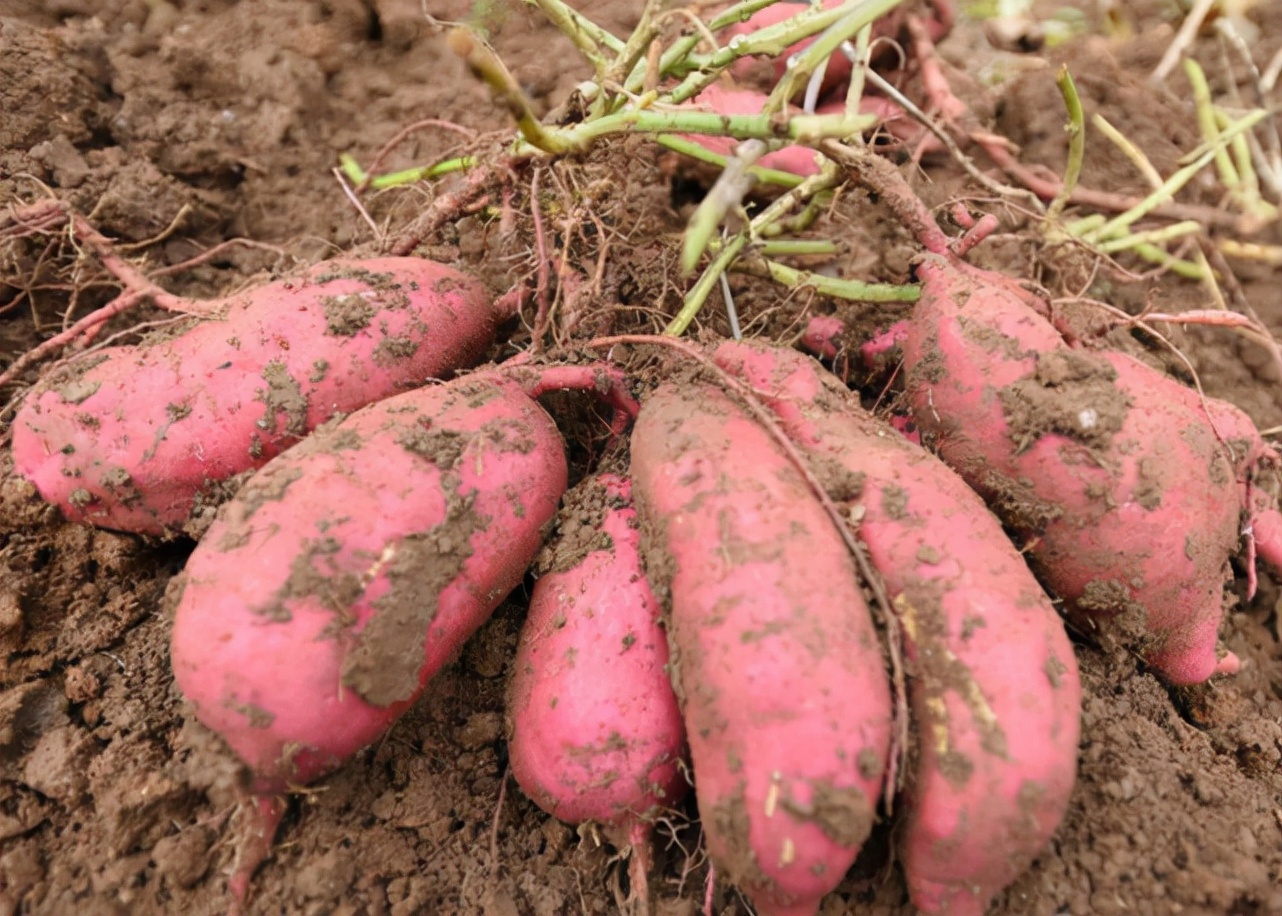 红薯的季节到了，教你长时间的保存方法，不发芽不变质，越放越甜