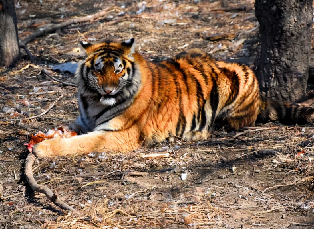 雪虎的含义 _飞翔号