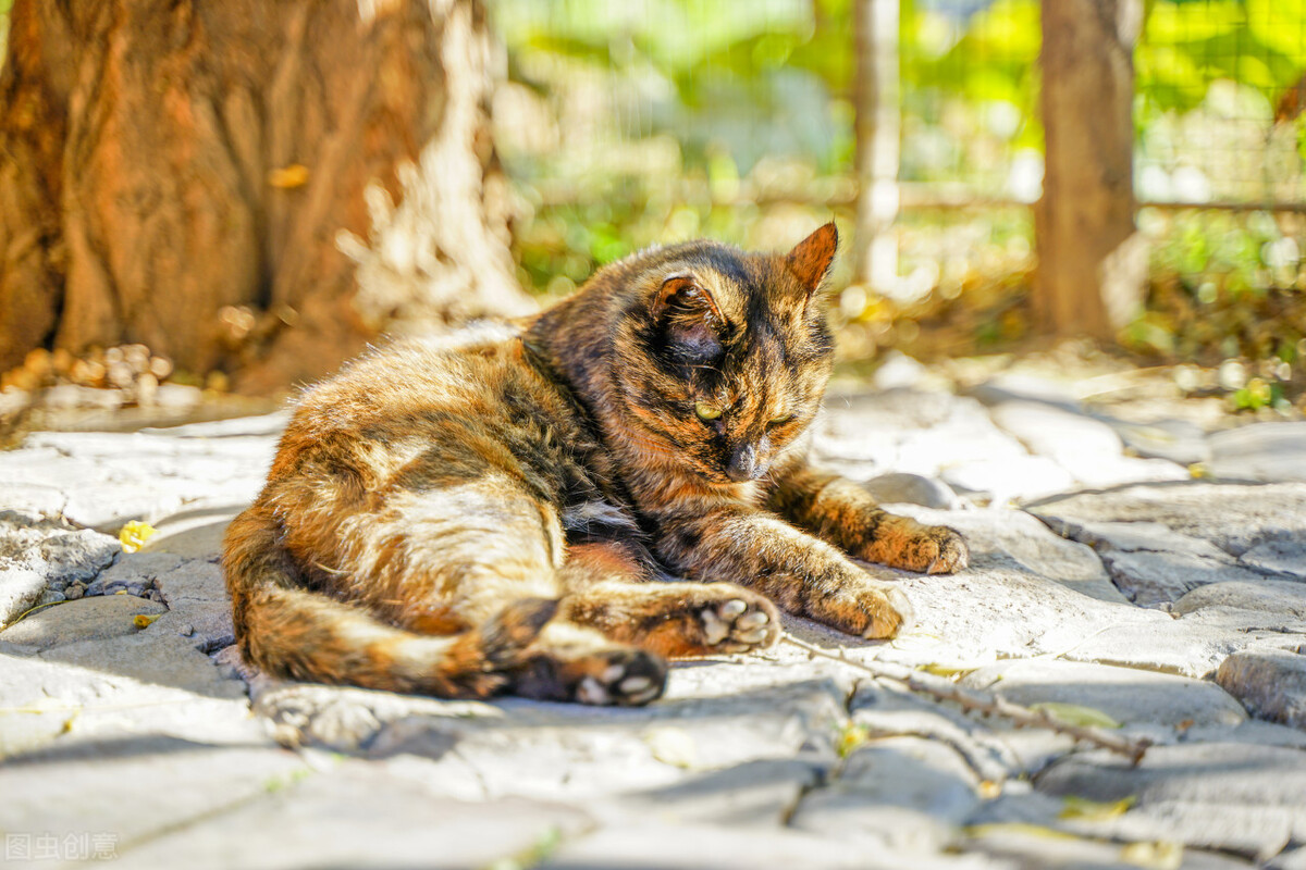 谁说土猫土，这些国内常见的土猫，你告诉我究竟哪里土