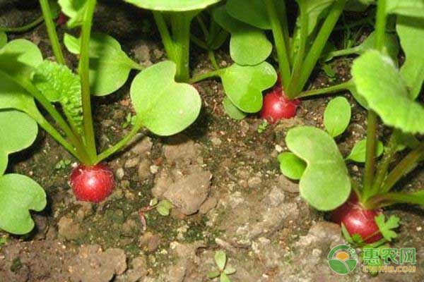 水果萝卜种植时间和方法（樱桃萝卜的种植时间和种植方法）