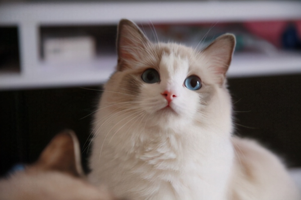 一只布偶猫多少钱？如何挑选纯种的布偶猫？