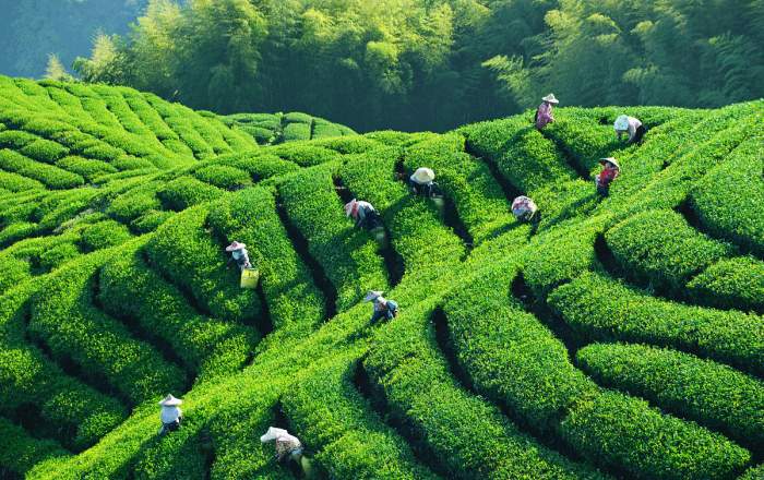 四大茶区分布图（百科四大茶区的分布图详解）