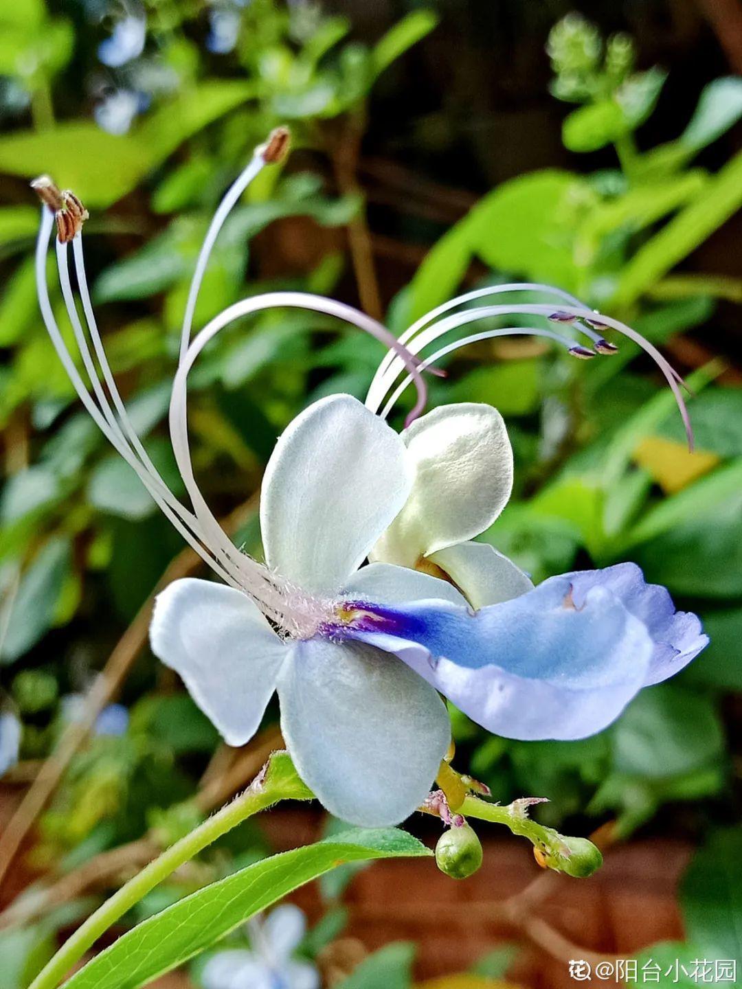 请问多头紫牡丹怎么养长得好「干货」 -骁龙网