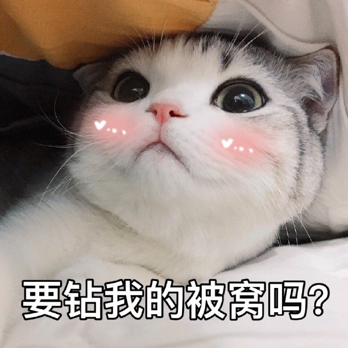 猫咪表情包合集｜大老虎嗷呜嗷呜