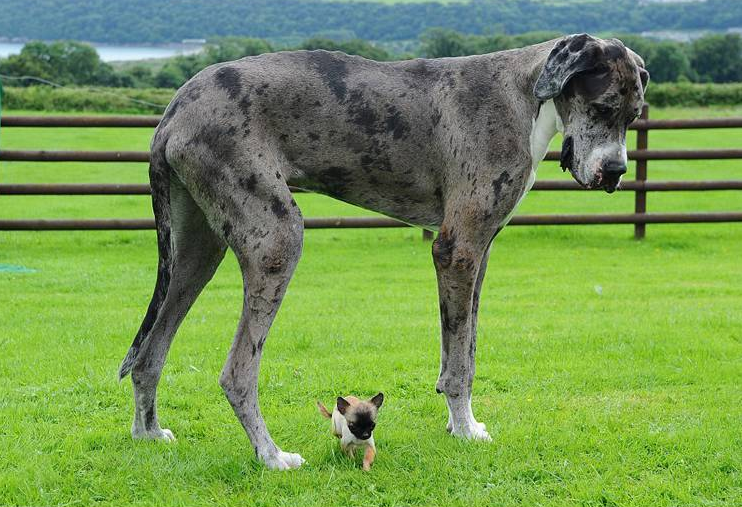 盘点猛犬界的“巨无霸”，不仅高大威武，而且实力强悍