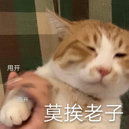 猫咪表情包合集｜小小的眼睛，大大的疑惑