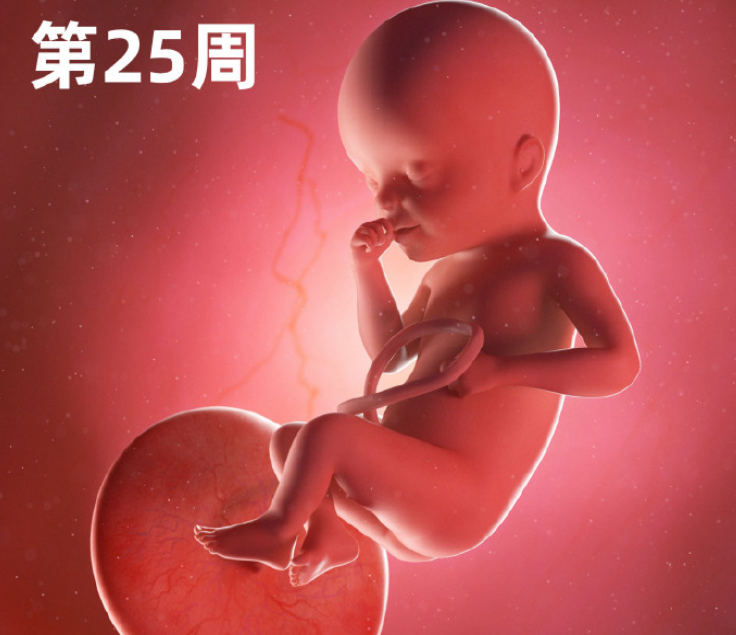 23周的胎儿有多大图片(一组高清过程图告诉你) 