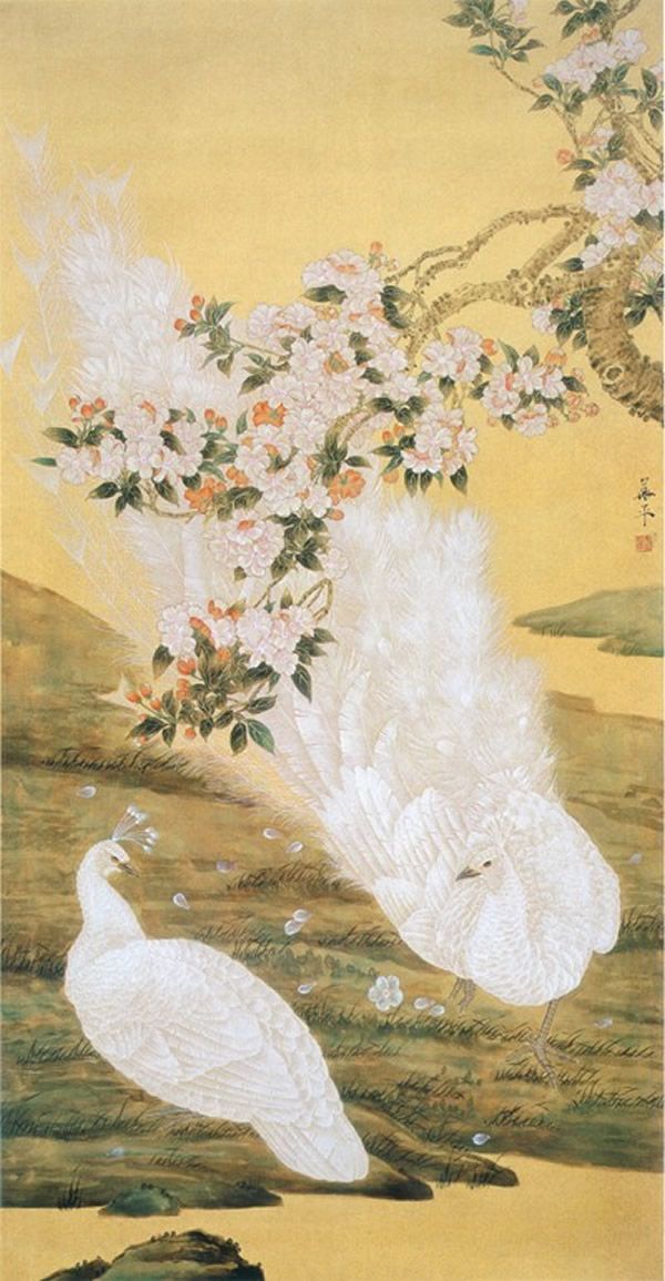 孔雀东南飞！高贵、冷艳的白孔雀