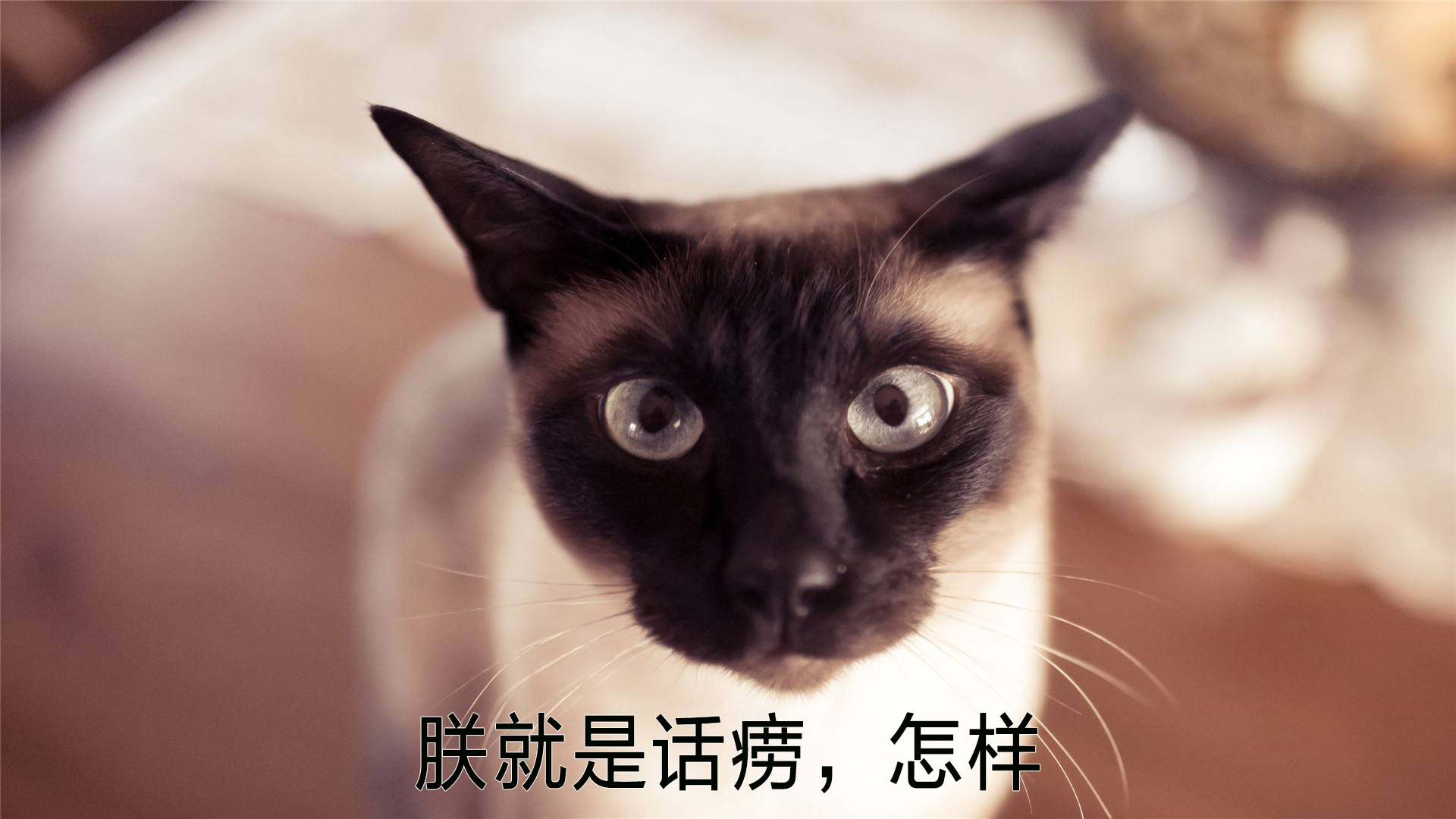 喵，读懂喵咪的语言——声音篇
