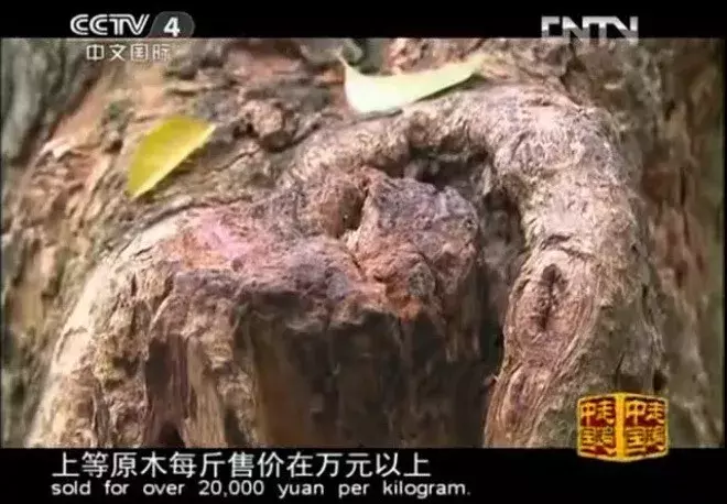 男子18万收800多斤黄花梨,现在1000多万都不卖!市价1.6万一斤
