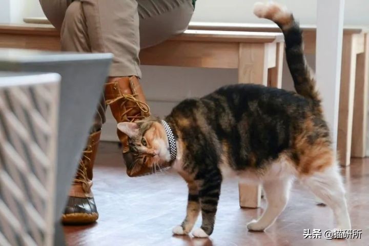 猫咪为啥沉迷吸鞋？这样会传染脚气吗？