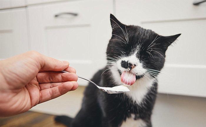猫咪流口水的6种可能原因及应对方法
