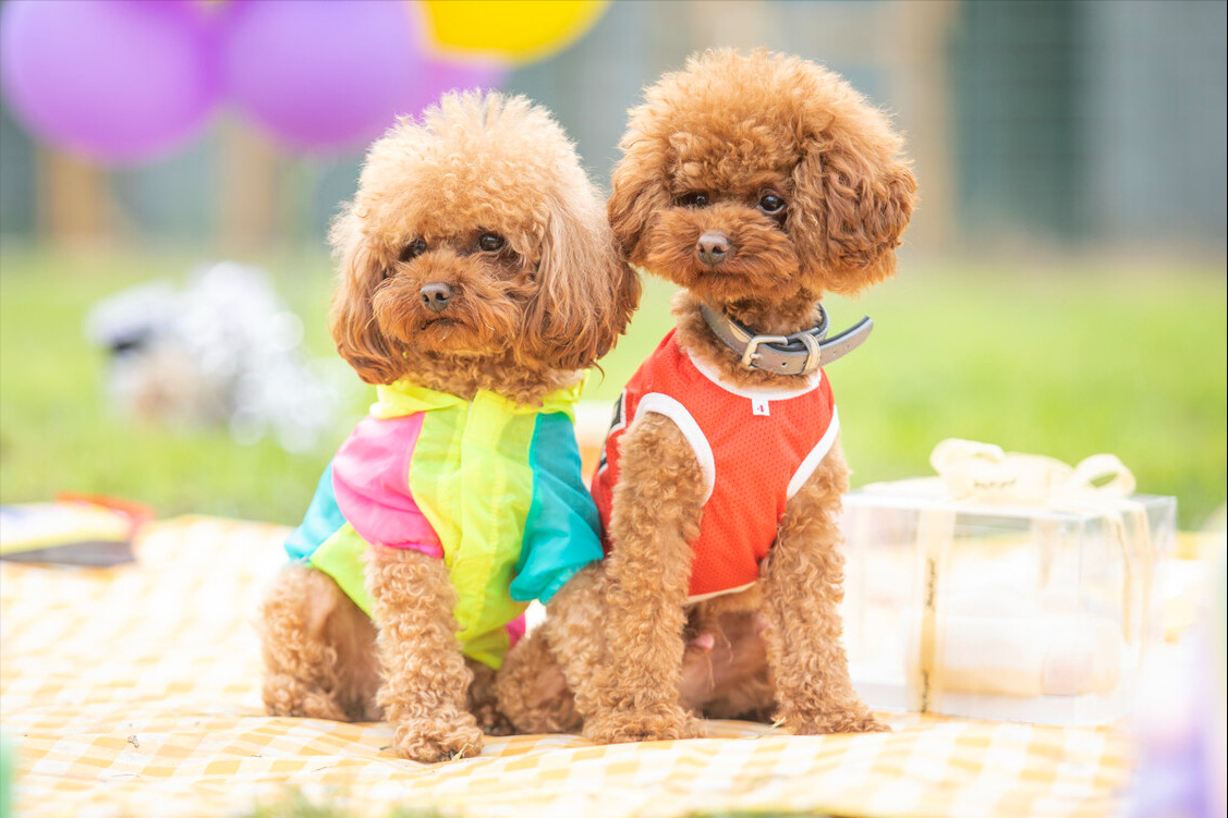 小型贵宾犬图片