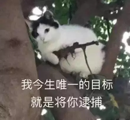 撒娇专用的猫咪表情包给你个机会偷亲我