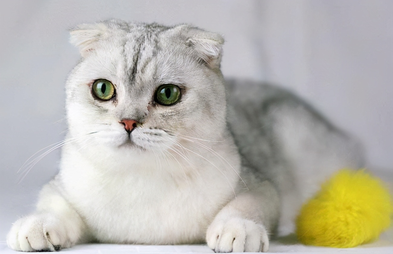 苏格兰折耳猫吃哪种猫粮好(折耳猫吃什么子的猫粮好) - 114货源网
