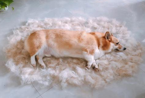 想养柯基犬？先了解清楚了，再养也不迟