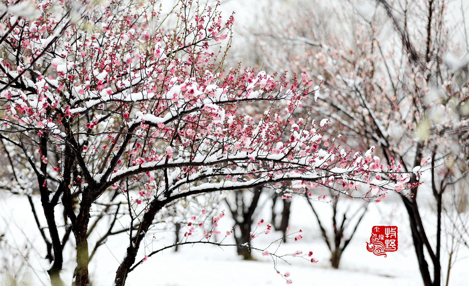 傲雪迎春红梅图图片