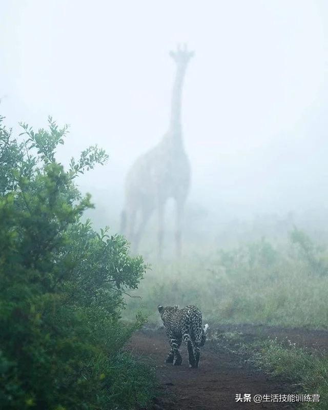 盘点那些容易引起巨物恐惧症患者不适的图片，快来测测吧