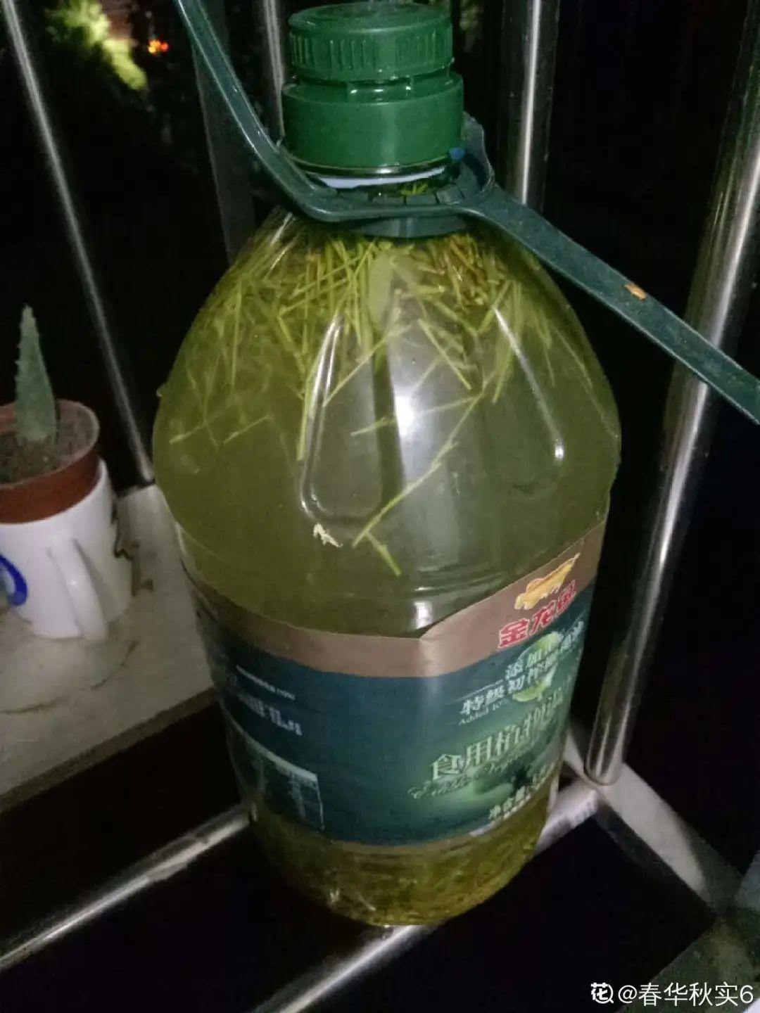 水里加点碳，根系壮得撑破盆，长出满盆萝卜根