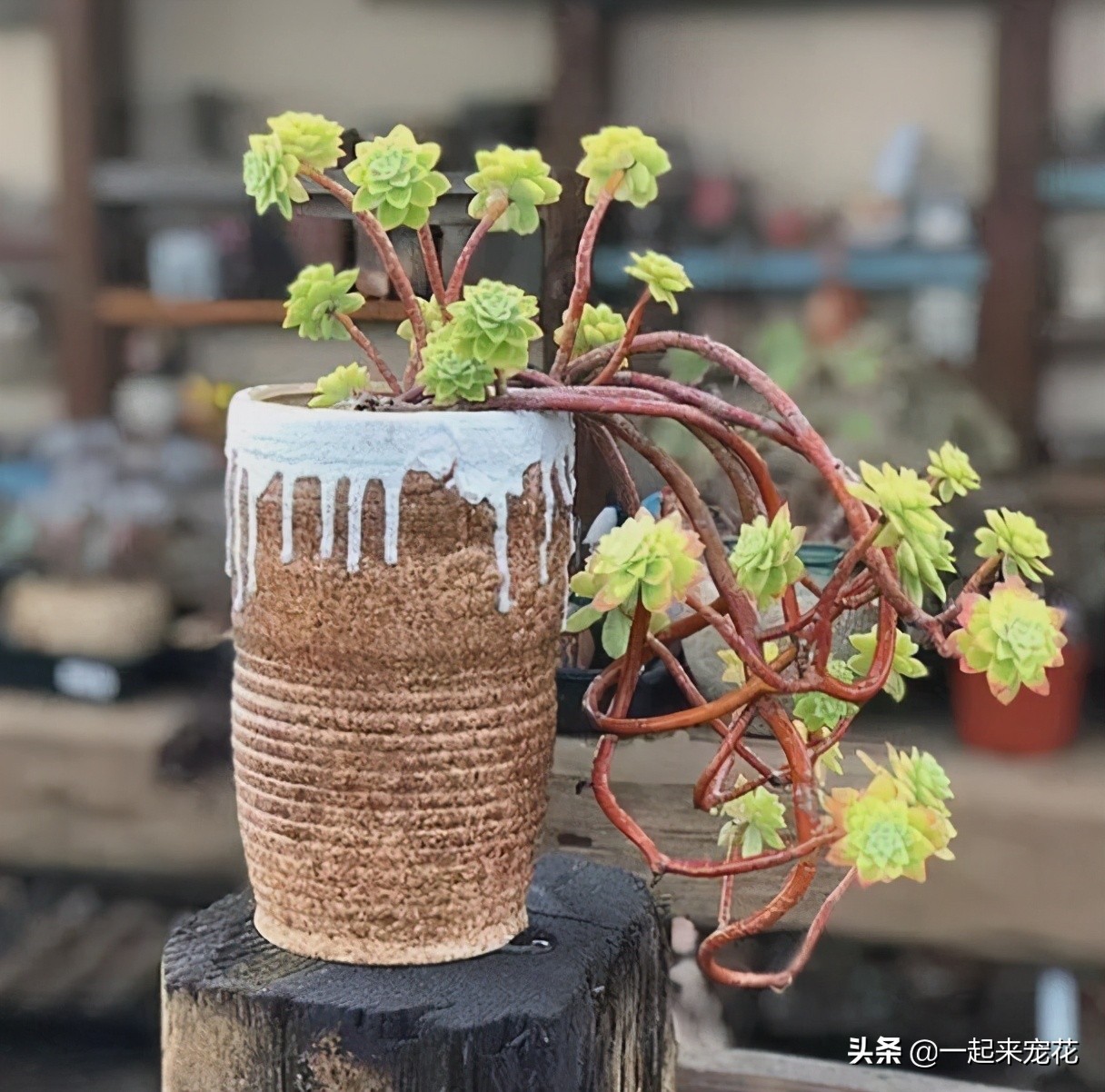养肉先养根,简单4个步骤,多肉服盆快长势旺,越养越肥厚