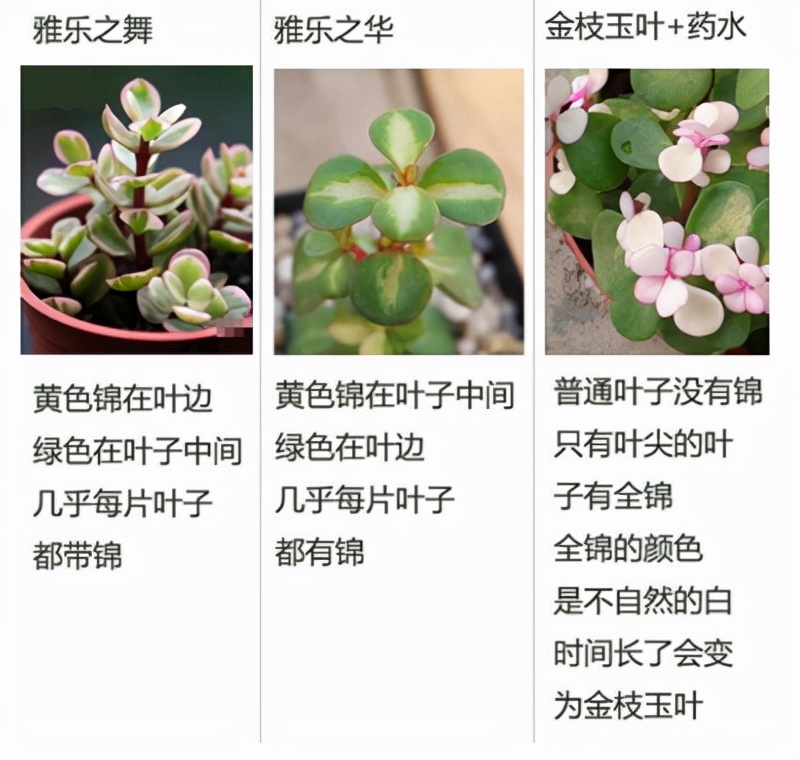 金枝玉叶花卉（金枝玉叶有6怕，难怪叶片哗哗掉，避开枝叶紧凑，二三年成老桩）