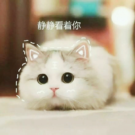 可爱的猫咪表情包合集