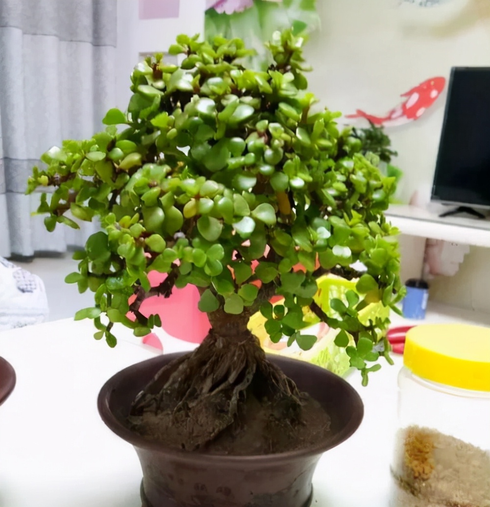 金枝玉叶花卉（金枝玉叶有6怕，难怪叶片哗哗掉，避开枝叶紧凑，二三年成老桩）