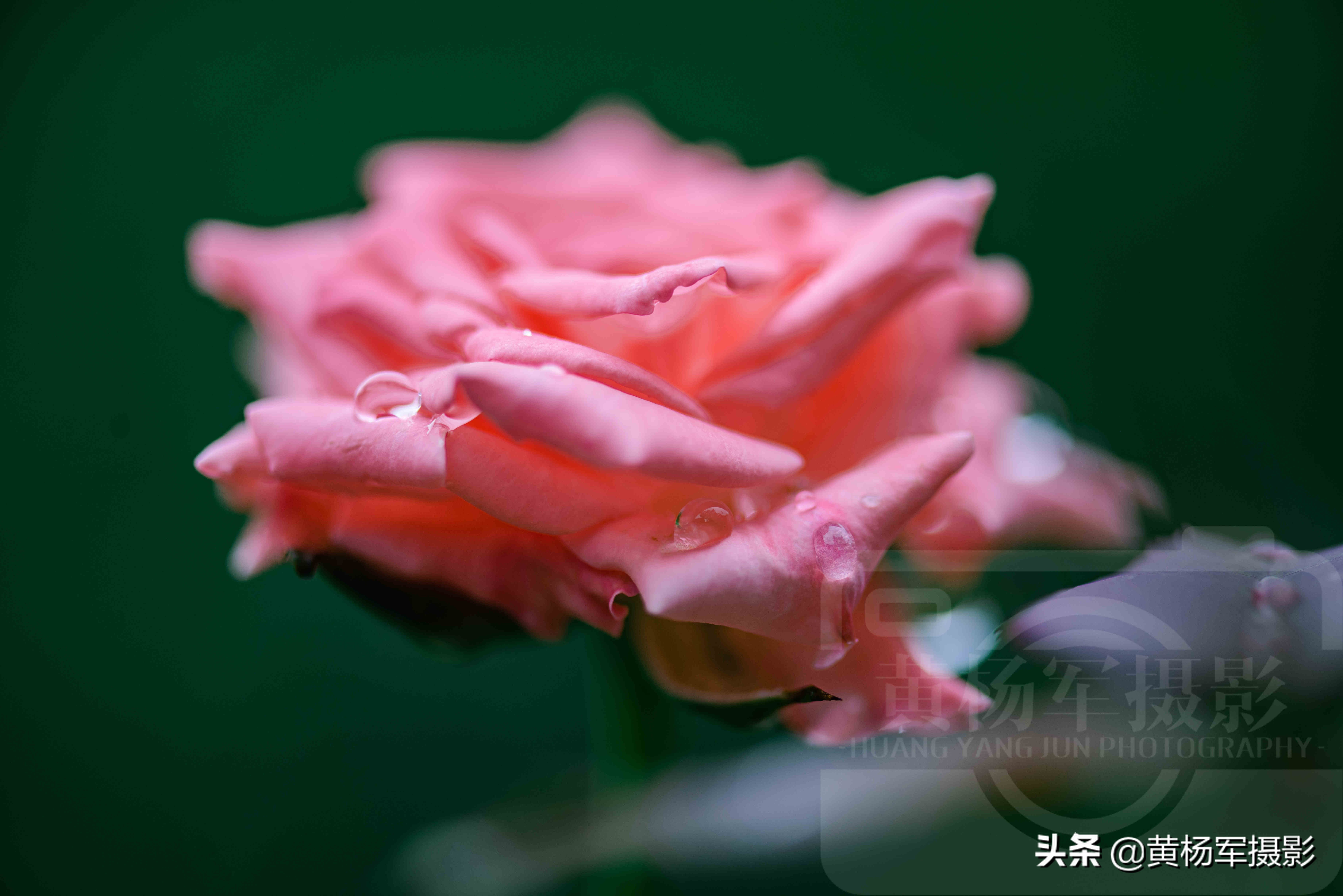 雨中娇艳盛开的玫瑰花,娇媚百态的花朵格外迷人,花朵芬芳自然美