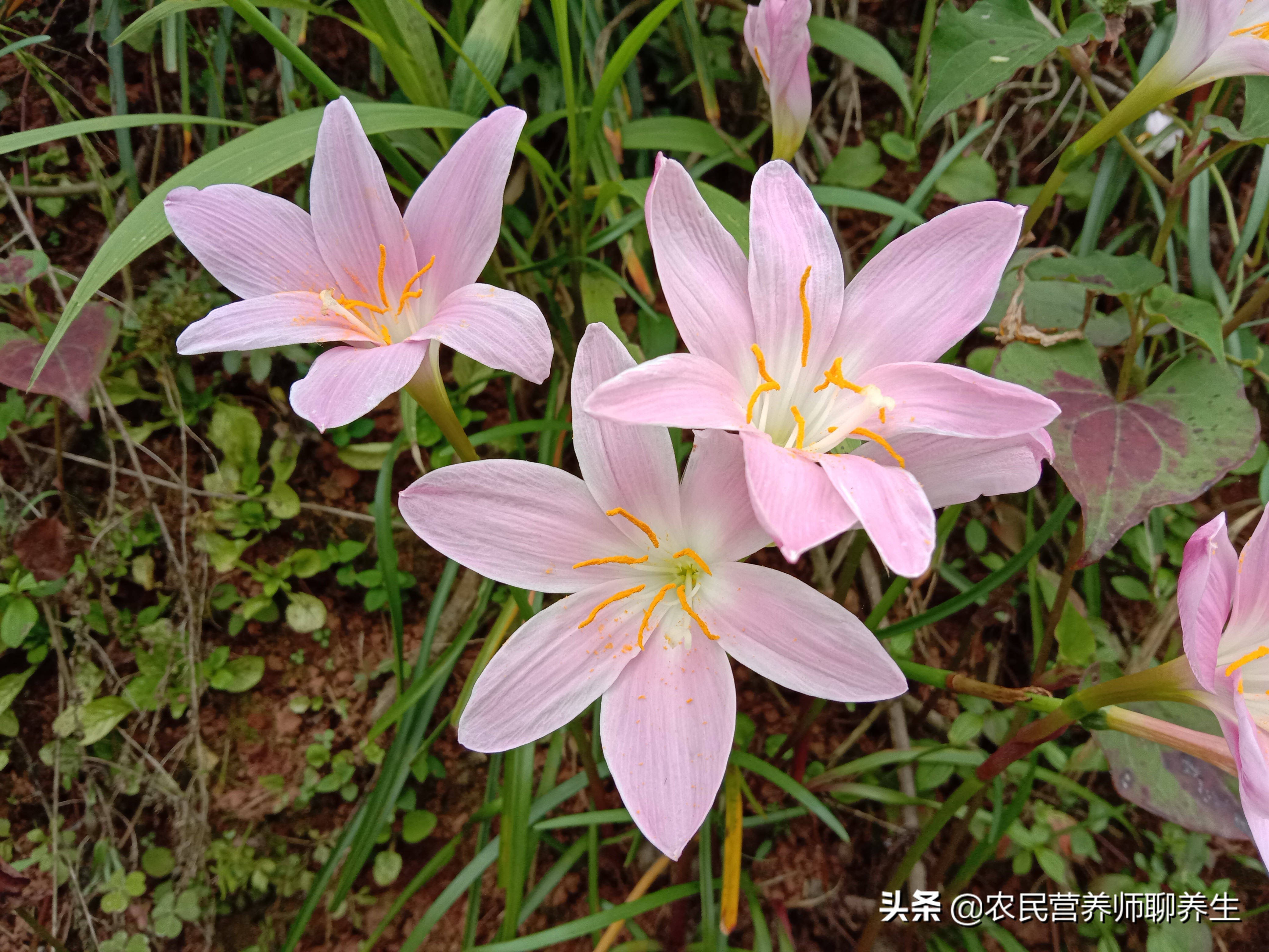 韭莲的作用有哪些(韭莲花的4大实用用途)