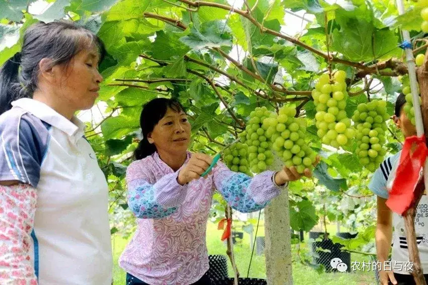 从120元/斤到4元/斤,阳光玫瑰葡萄是怎样一步步走下神坛?
