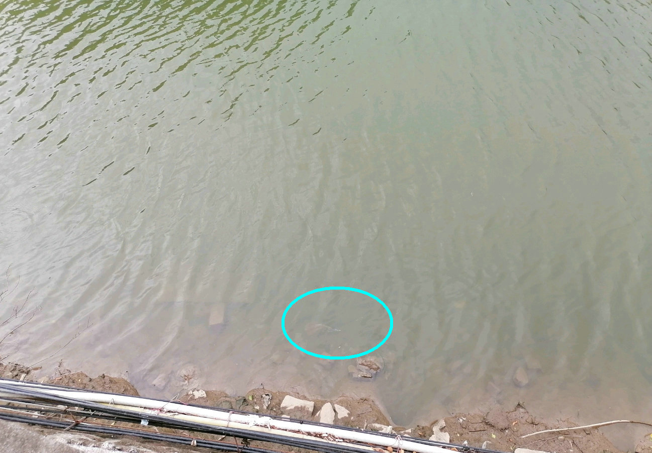 韶关钓鱼人河道钓鱼发现银龙，钓鱼人：这个月的第二条，哪来的？