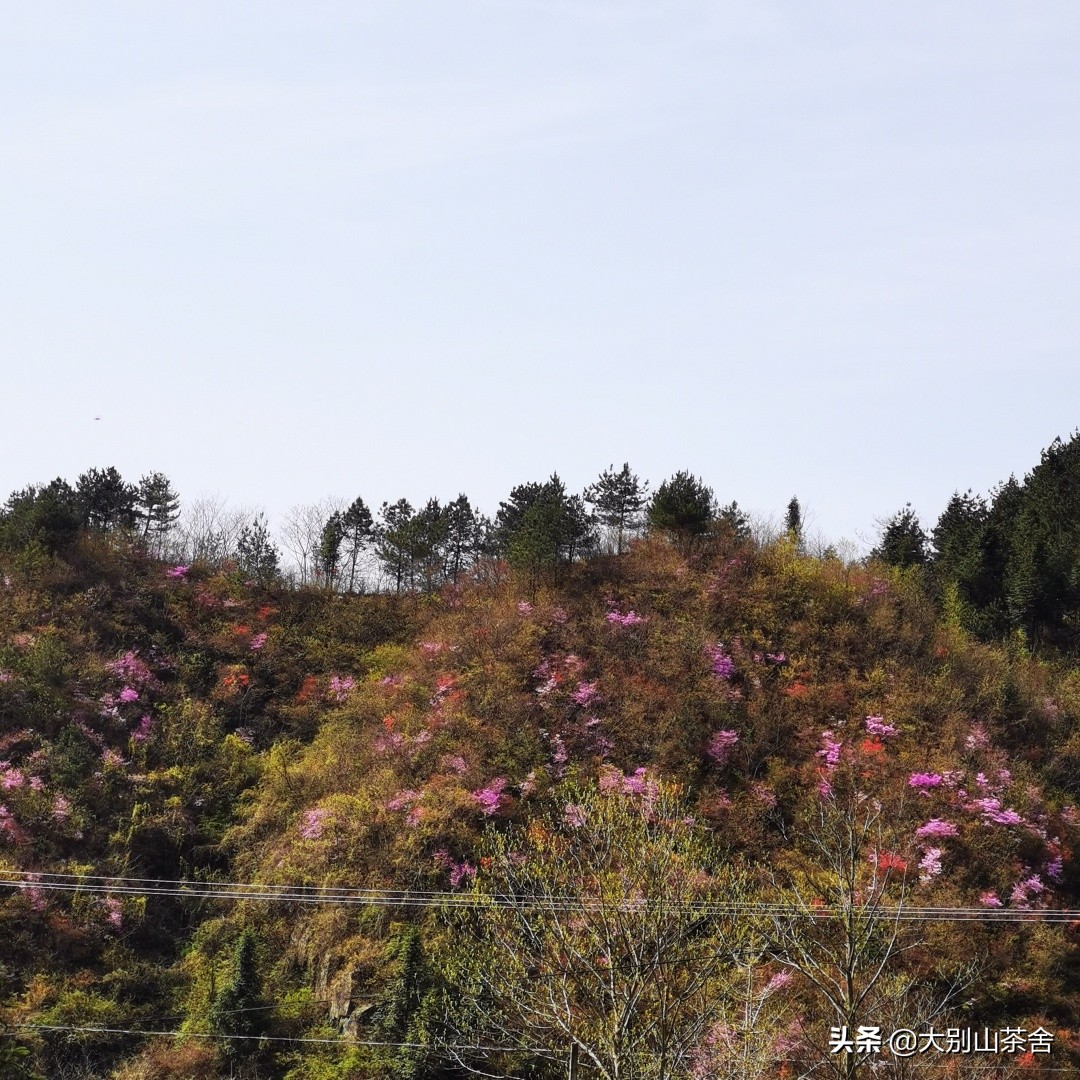 大别山采茶日记，茶季总结：茶歇犹依依，回首数峰青
