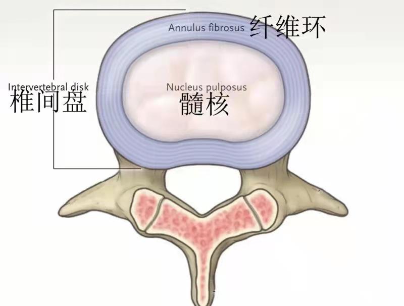 经常后背疼痛是什么原因 一招缓解腰背痛
