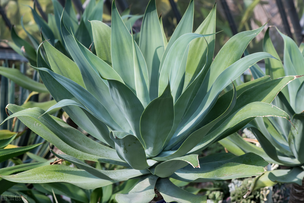 石蒜科龍舌蘭屬多年生常綠大型草本植物,南方城市園林景觀中常見,北方