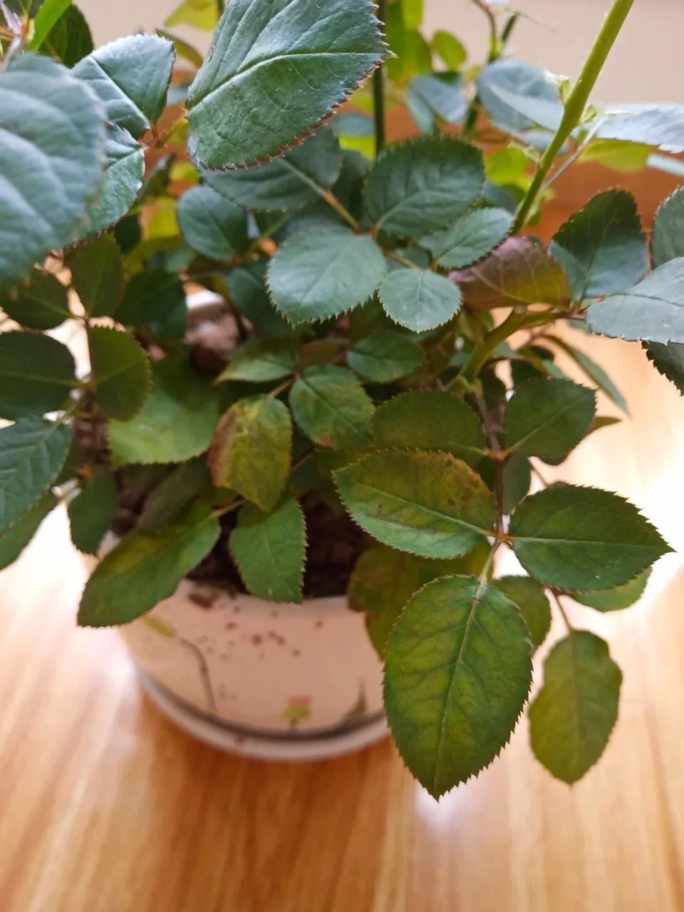 菜叶发黄是什么原因怎么防治（植物叶子发黄的七个原因）