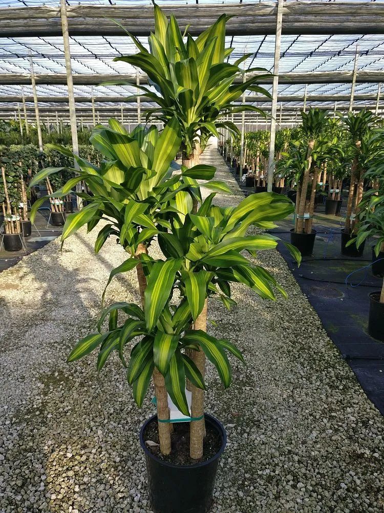 适合室内养的绿植(特别受欢迎的9种室内大型绿植)