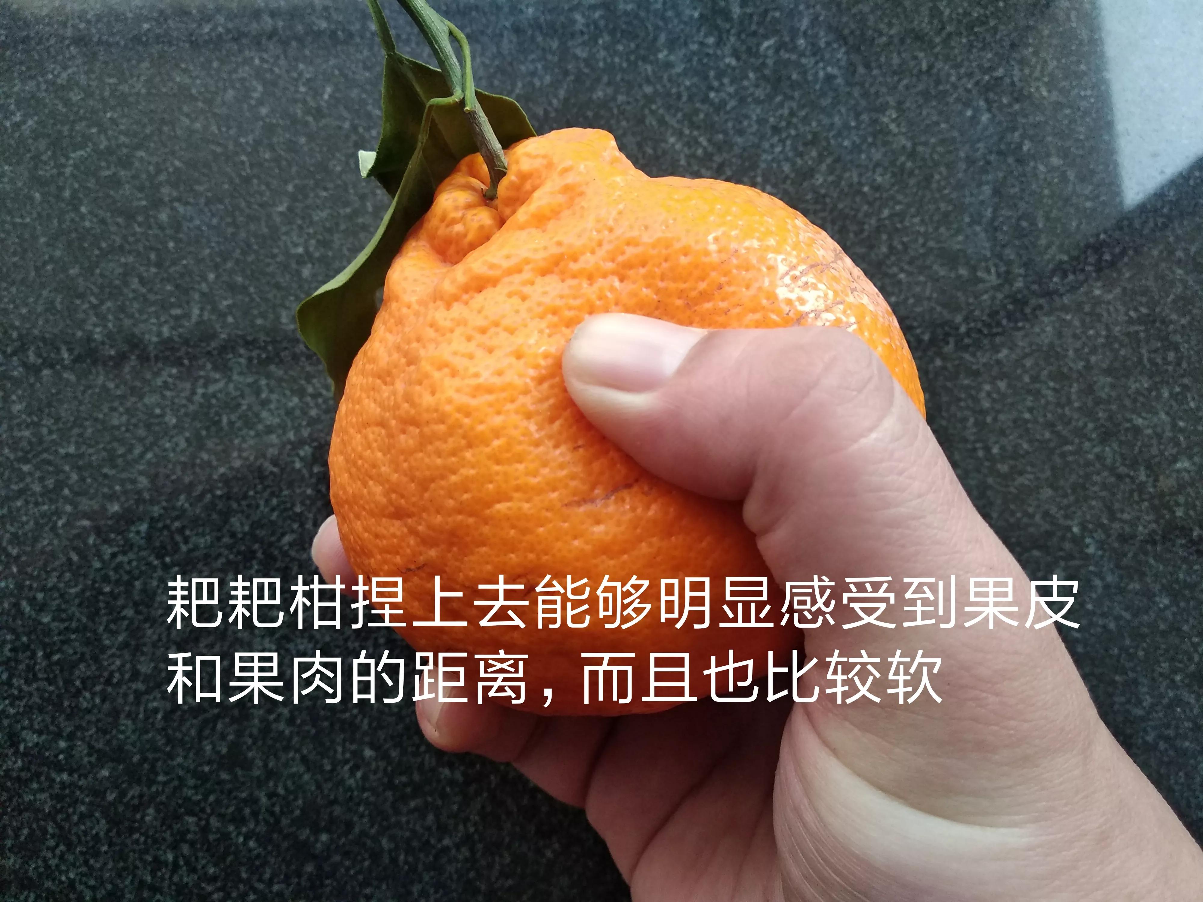 耙耙柑与丑橘的区别（粑粑柑还是耙耙柑）