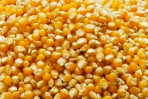 7月13日全国小麦、玉米价格汇总