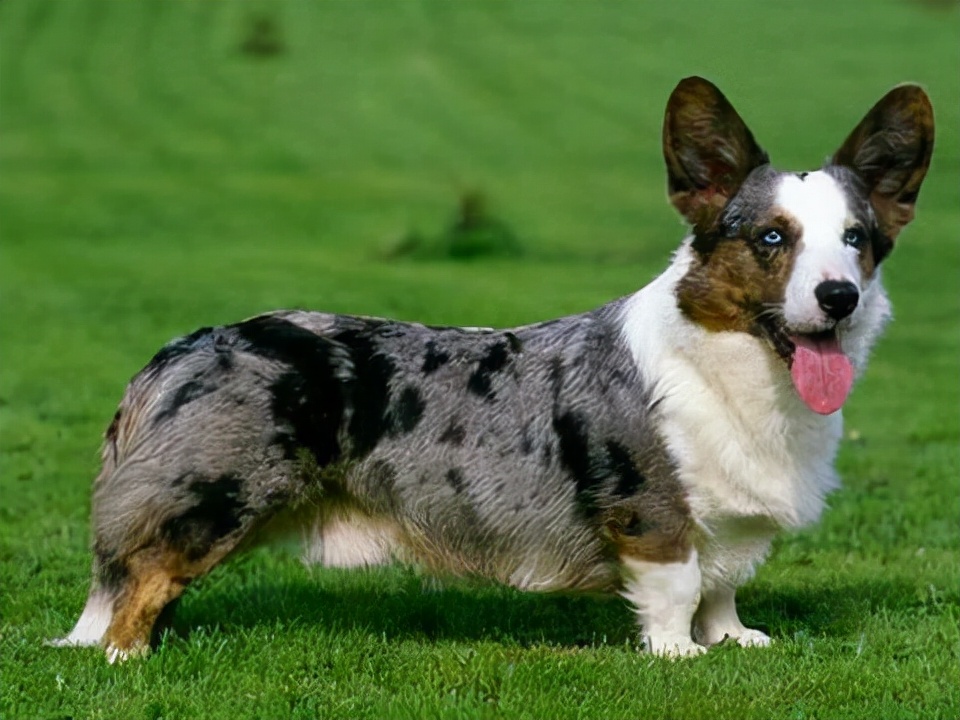 世界犬种智商排名榜前 30 名的聪明狗狗