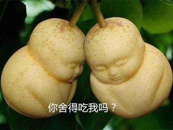 泰国的"人参果树",果实长得像美女,被当地人用来辟邪