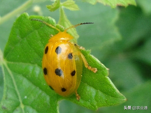 七星瓢虫是益虫还是害虫（详解瓢虫种类和利害）