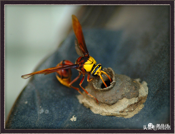 蜾蠃和它的巢蜾蠃的巢是带卷边的泥壶状,像个精巧的工艺品,因此得名"